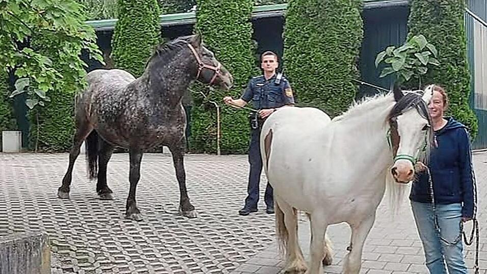 Mitarbeiter vom Pferdepark Faistenberg und Polizisten brachten die Ausreißer zurück. Mitarbeiter vom Pferdepark Faistenberg und Polizisten brachten die Ausreißer zurück.
