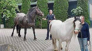 Mitarbeiter vom Pferdepark Faistenberg und Polizisten brachten die Ausreißer zurück. Mitarbeiter vom Pferdepark Faistenberg und Polizisten brachten die Ausreißer zurück.