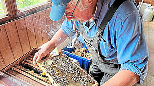 Mit dem Smoker im Einsatz: So stechen die Bienen nicht.