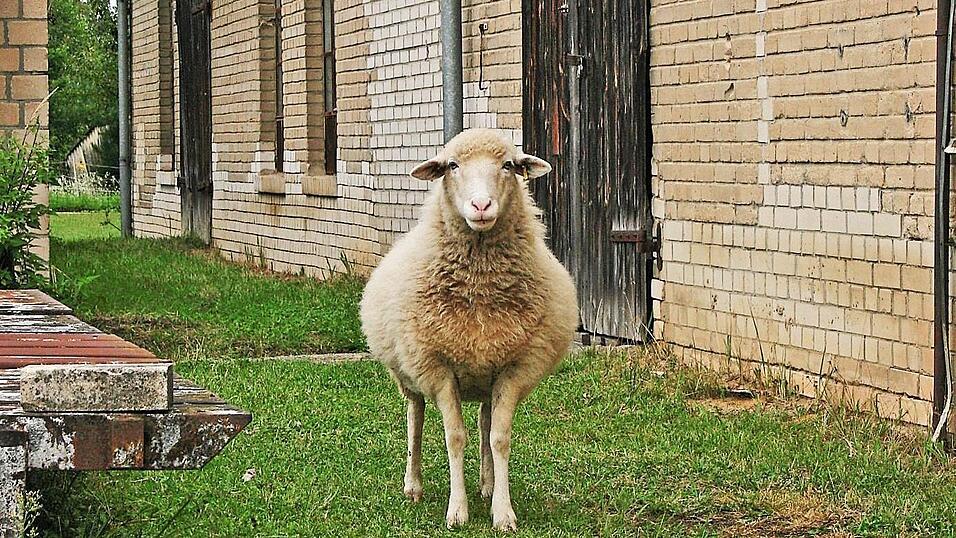 Schafe halten das Grün kurz. Sonja Silberhorn hat dieses Bild vom Kalksandsteinwerk in ihr Buch aufgenommen. Schafe halten das Grün kurz. Sonja Silberhorn hat dieses Bild vom Kalksandsteinwerk in ihr Buch aufgenommen.