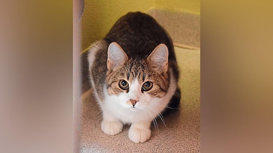 Vermittlungskater Erwin ist knapp zwei Jahre alt. Vermittlungskater Erwin ist knapp zwei Jahre alt.