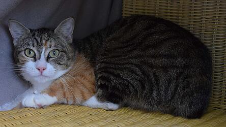 Pamina