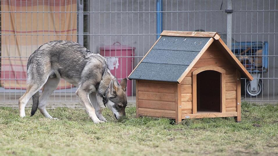 F&uuml;r die Wolfhunde liegt ein Kaufvertrag vor.