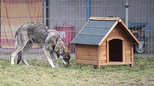 Für die Wolfhunde liegt ein Kaufvertrag vor.