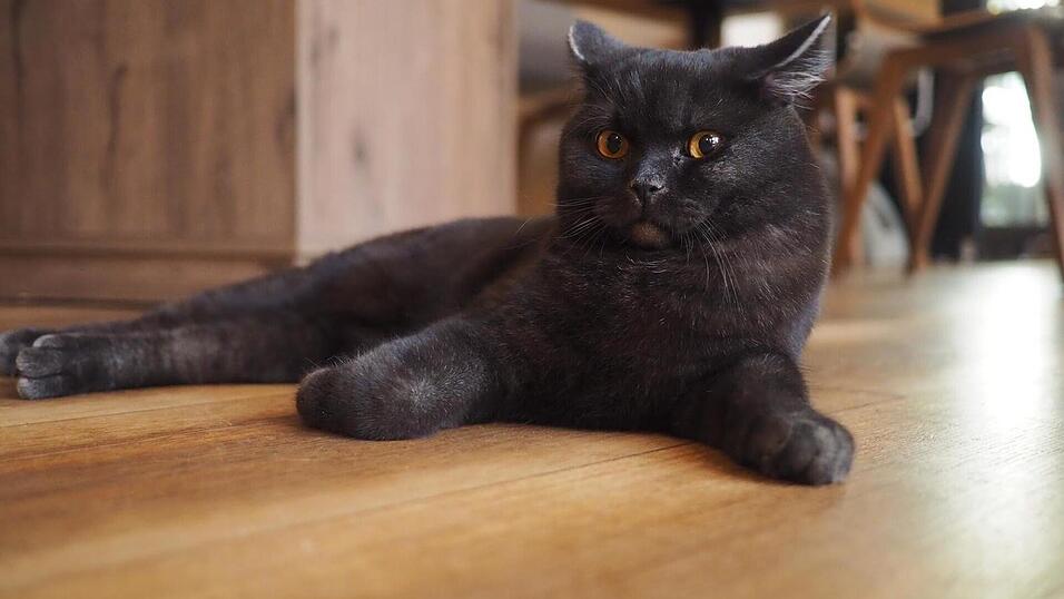 Auch an den sechs tierischen Bewohner des Regensburger Katzentempels geht Corona nicht spurlos vorbei. Die angeordnete Schließung der Gastronomie hat das Leben der Samtpfoten auf den Kopf gestellt. Wo sind bloß all die Spielkameraden hin? Auch an den sechs tierischen Bewohner des Regensburger Katzentempels geht Corona nicht spurlos vorbei. Die angeordnete Schließung der Gastronomie hat das Leben der Samtpfoten auf den Kopf gestellt. Wo sind bloß all die Spielkameraden hin?