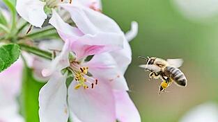 Solange es genügend Bienen zum Bestäuben der Blüten gibt, kann der Klimawandel den Apfelbäumen (noch) nichts anhaben. Foto: Sina Schuldt/dpa Solange es genügend Bienen zum Bestäuben der Blüten gibt, kann der Klimawandel den Apfelbäumen (noch) nichts anhaben. Foto: Sina Schuldt/dpa