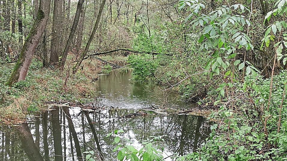 Immer wieder behinderten Biberdämme, wie hier im Herbst letzten Jahres am Kirchenbach, den geordneten Wasserabfluss - wurde als Einwand gegen die Gewässerrenaturierung vorgebracht. Immer wieder behinderten Biberdämme, wie hier im Herbst letzten Jahres am Kirchenbach, den geordneten Wasserabfluss - wurde als Einwand gegen die Gewässerrenaturierung vorgebracht.