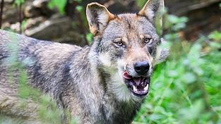 Die Polizei geht davon aus, dass es sich bei dem eingefangenen Wolf um ein zuvor in Blankenese gesichtetes Tier handelt. (Symbolbild)