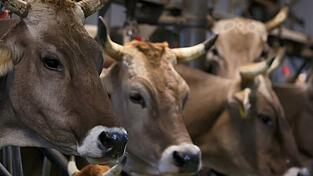 Wegen quälerischer Tiermisshandlung stand ein Mann vor dem Amtsgericht Obernburg. (Symbolbild) Wegen quälerischer Tiermisshandlung stand ein Mann vor dem Amtsgericht Obernburg. (Symbolbild)
