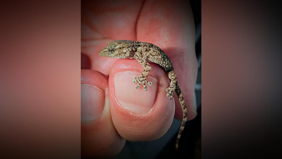Diesen Gecko fand eine Frau aus Polen in einer Packung Rucola-Salat aus dem Supermarkt. Diesen Gecko fand eine Frau aus Polen in einer Packung Rucola-Salat aus dem Supermarkt.