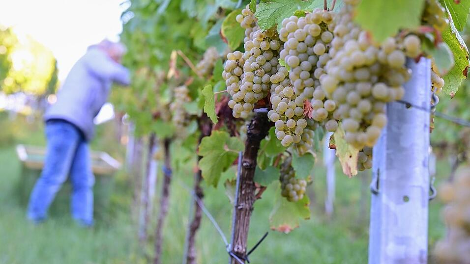 2026 zeigen sich ein weiteres Mal deutliche regionale Unterschiede bei der Entwicklung der Weinmost-Ernten. (Archivfoto) 2026 zeigen sich ein weiteres Mal deutliche regionale Unterschiede bei der Entwicklung der Weinmost-Ernten. (Archivfoto)