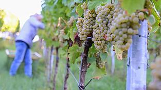 2026 zeigen sich ein weiteres Mal deutliche regionale Unterschiede bei der Entwicklung der Weinmost-Ernten. (Archivfoto) 2026 zeigen sich ein weiteres Mal deutliche regionale Unterschiede bei der Entwicklung der Weinmost-Ernten. (Archivfoto)