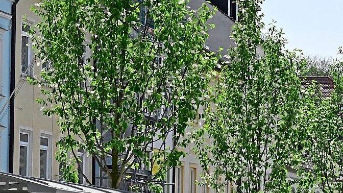 Fünf klimatisch angepasste Rispenkirschen säumen die Moosach und bringen Grün in die Obere Altstadt. Fünf klimatisch angepasste Rispenkirschen säumen die Moosach und bringen Grün in die Obere Altstadt.