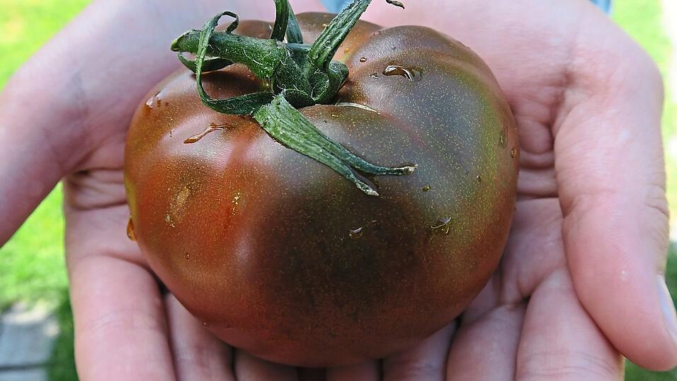 Sehr dunkel kommt die Tomatensorte Black Trifele daher.