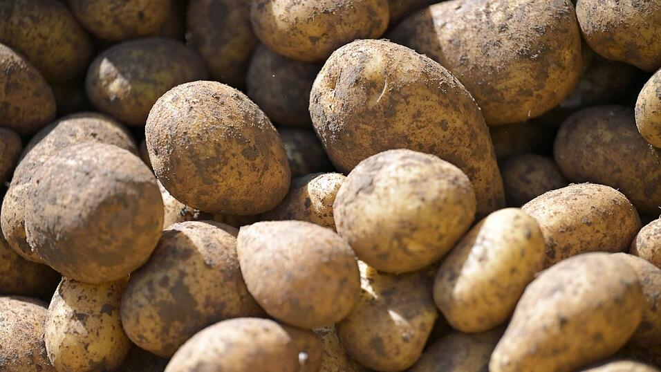 Nach einer sehr guten Ernte im Vorjahr lief es heuer für die Kartoffelbauern in Bayern schlechter. Aber die Erzeugerpreise sind höher. (Symbolbild) Nach einer sehr guten Ernte im Vorjahr lief es heuer für die Kartoffelbauern in Bayern schlechter. Aber die Erzeugerpreise sind höher. (Symbolbild)
