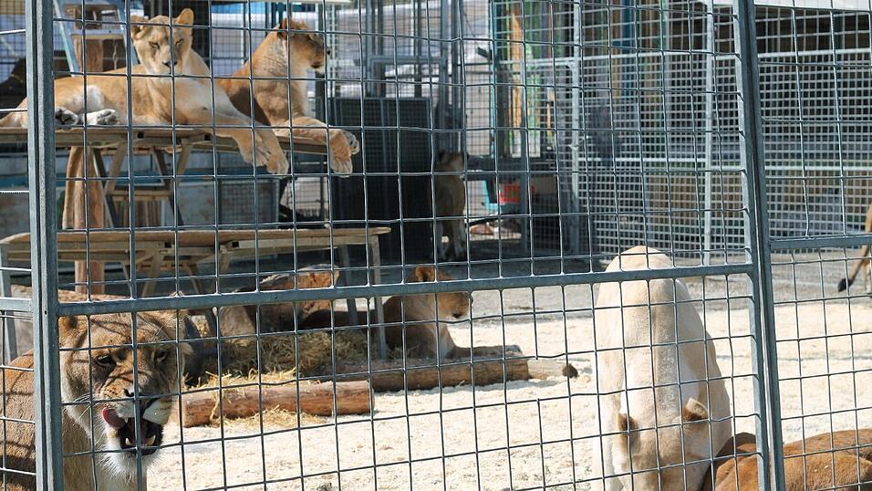 Bald ist Fütterungszeit bei den Löwen. Bald ist Fütterungszeit bei den Löwen.