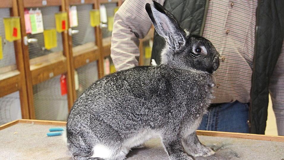 So sieht eine m&ouml;gliche Siegerpose aus: Bei der Kaninchenschau wird neben Rassemerkmalen und Farbgebung unter anderem darauf geachtet, ob ein Tier vorne und hinten gleich breit ist und eine ideale K&ouml;rperform hat.