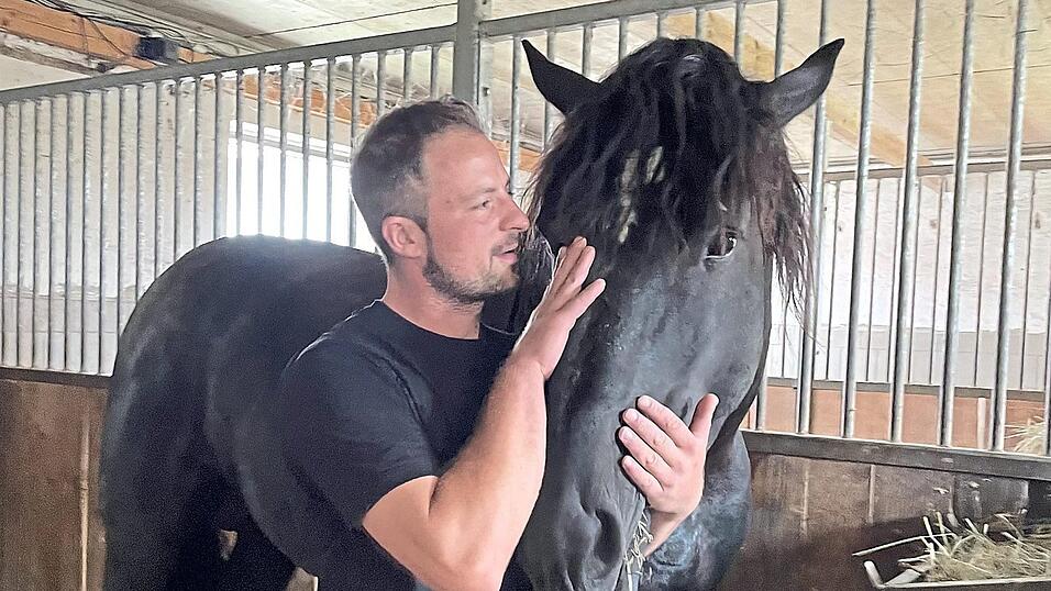 Joe ist ein erfahrenes, zuverl&auml;ssiges, ruhiges Kutschenpferd.