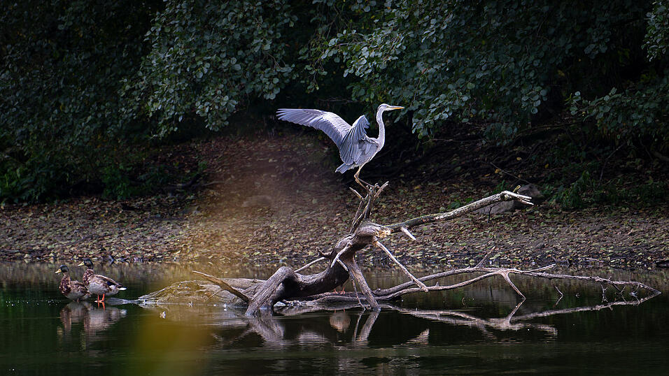 Platz 5: Uwe Hessels