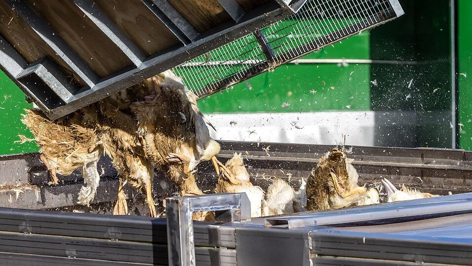 Wegen der Geflügelpest müssen in Deutschland derzeit viele Tausend Hühner, Gänse, Enten und Puten gekeult werden. Wegen der Geflügelpest müssen in Deutschland derzeit viele Tausend Hühner, Gänse, Enten und Puten gekeult werden.