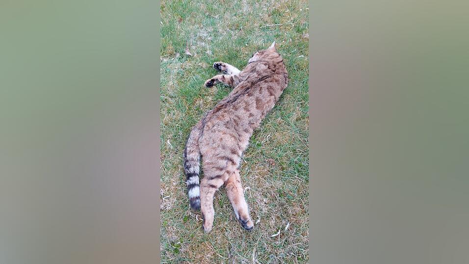Traurige Gewissheit: Bei dem überfahrenen Tier bei Lederdorn handelt es sich um eine Wildkatze. Traurige Gewissheit: Bei dem überfahrenen Tier bei Lederdorn handelt es sich um eine Wildkatze.
