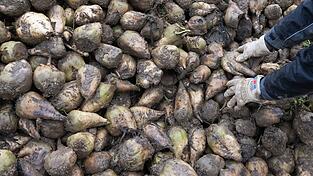 In Bayern sind die Zuckerrübenfelder für diese Saison vielerorts bereits abgeerntet. (Archivbild)