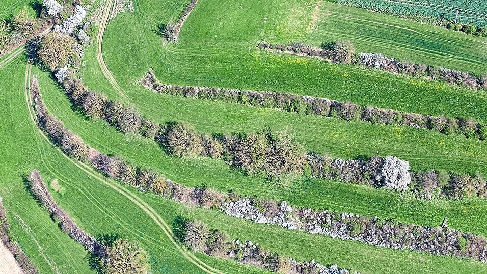 Heckenstreifen stukturieren die Landschaft.