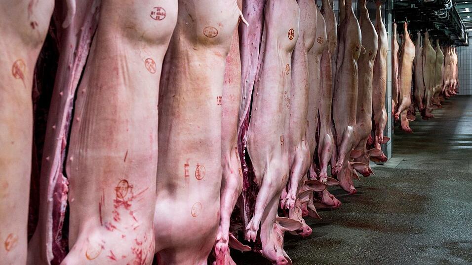 Die meisten Schweine in Bayern sind Mastschweine, die in der Regel nach einem kurzen Leben von sechs Monaten geschlachtet werden. In Bayern werden heute gut eine Million weniger Schweine gehalten als noch vor zehn Jahren. (Foto: Achiv) Die meisten Schweine in Bayern sind Mastschweine, die in der Regel nach einem kurzen Leben von sechs Monaten geschlachtet werden. In Bayern werden heute gut eine Million weniger Schweine gehalten als noch vor zehn Jahren. (Foto: Achiv)