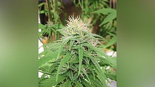 Gras ist legal, Cham ist trotzdem nicht high.