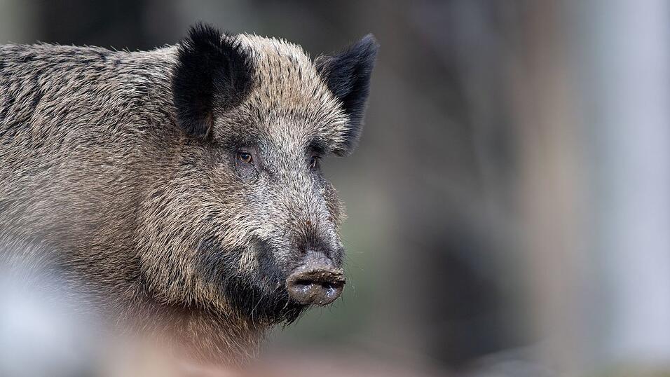 Ein Wildschwein steht auf einem Plateau im Tier-Freigelände im Nationalparkzentrum im Bayerischen Wald. (Archivbild) Ein Wildschwein steht auf einem Plateau im Tier-Freigelände im Nationalparkzentrum im Bayerischen Wald. (Archivbild)