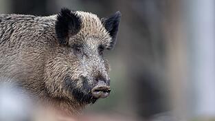 Ein Wildschwein steht auf einem Plateau im Tier-Freigelände im Nationalparkzentrum im Bayerischen Wald. (Archivbild)