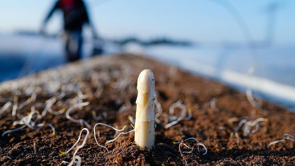 Die Spargelsaison beginnt laut dem Verband S&uuml;ddeutscher Spargel- und Erdbeeranbauer in Baden-W&uuml;rttemberg Mitte M&auml;rz. (Archivbild)