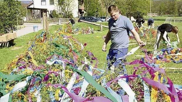 Anschließend ist jeder Bursch damit beschäftigt, seinen Maibaum zu schmücken. (Fotos: Laube) Anschließend ist jeder Bursch damit beschäftigt, seinen Maibaum zu schmücken. (Fotos: Laube)