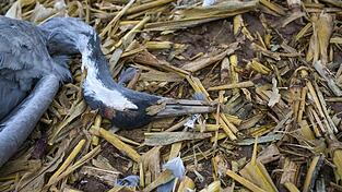 Zwei weitere tote Vögel entdeckt. (Symbolbild)