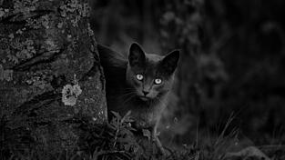Eine junge Schattenkatze.