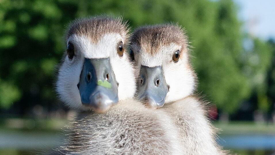 So niedlich die Kücken auch aussehen, wenn es zu viele Nilgänse werden, drohen Schäden an den heimischen Biotopen. (Archivbild) So niedlich die Kücken auch aussehen, wenn es zu viele Nilgänse werden, drohen Schäden an den heimischen Biotopen. (Archivbild)
