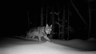 Eine Kamerafalle hat dieses Bild von einer jungen Wölfin im Gebiet um den Lusen aufgenommen. Sie hat sich von ihrem Rudel getrennt und sucht nun ihr eigenes Streifgebiet. Eine Kamerafalle hat dieses Bild von einer jungen Wölfin im Gebiet um den Lusen aufgenommen. Sie hat sich von ihrem Rudel getrennt und sucht nun ihr eigenes Streifgebiet.