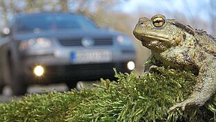 Besonders bei der Straßenüberquerung haben es Kröten schwer.