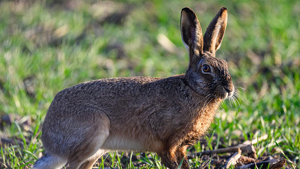 Im Landkreis Straubing-Bogen wurde Hasenpest bei einem verendeten Feldhasen nachgewiesen. Auch Menschen k&ouml;nnen sich anstecken. (Symbolbild)