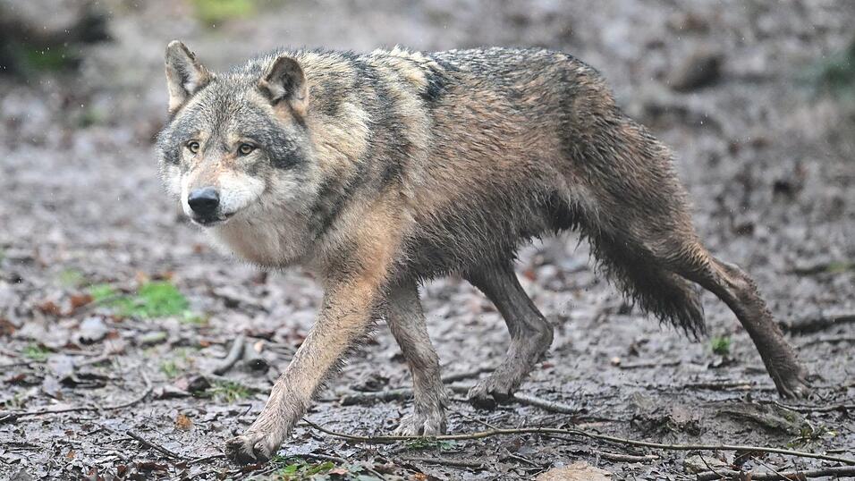 In Griechenland leben Sch&auml;tzungen zufolge rund 1000 W&ouml;lfe.