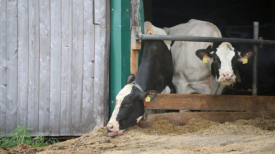 Erneut stehen Landwirte im Allg&auml;uer Tierschutzskandal vor dem Landgericht Memmingen. (Archivbild)