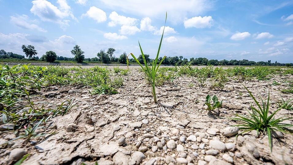 Rissiger Boden statt fließendem Strom: die Donau schon Mitte Juli. Rissiger Boden statt fließendem Strom: die Donau schon Mitte Juli.