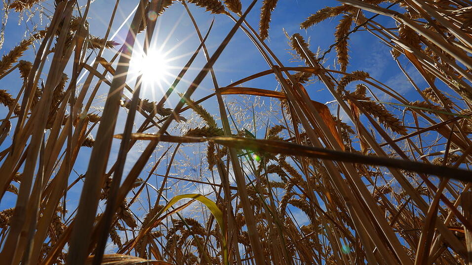 In einem Weizenfeld fand der Landwirt den Verd&auml;chtigen wieder. (Symbolbild)