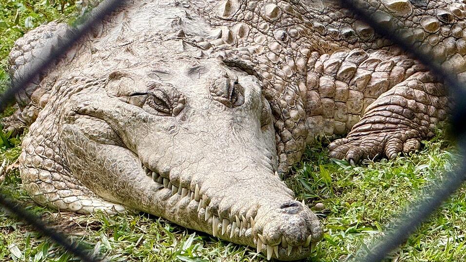 Krokodile: Wohl niemand hat sie so ber&uuml;hmt gemacht wie &laquo;Crocodile Hunter&raquo; Steve Irwin.