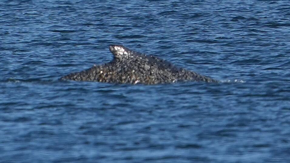 Nach tagelangen Rettungsversuchen ist der Buckelwal wieder frei.