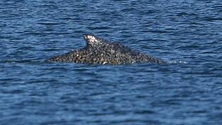 Nach tagelangen Rettungsversuchen ist der Buckelwal wieder frei. Nach tagelangen Rettungsversuchen ist der Buckelwal wieder frei.