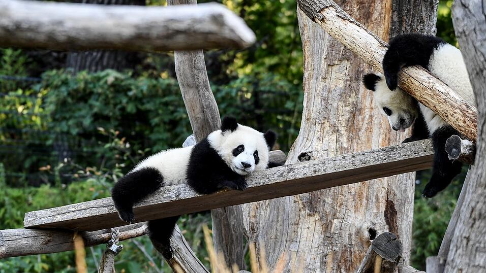 Markus S&ouml;der will M&uuml;nchen zwei seltene Pandab&auml;ren aus China beschaffen - als kostspielige Leihgabe.