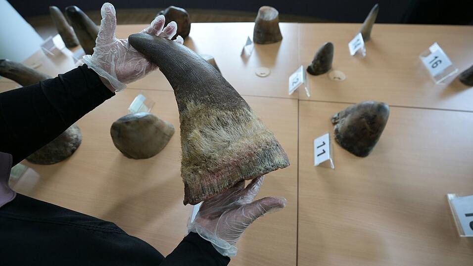 Eine Mitarbeiterin des National Parks Board (NParks) zeigt die 20 beschlagnahmten Nashorn-H&ouml;rner in Singapurs Zentrum f&uuml;r Wildtier-Forensik.