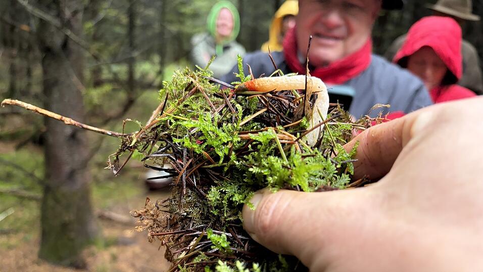 Die Hundsrute gehört zur Verwandtschaft der Stinkmorchel und ist der Höhepunkt der Wanderung. Die Hundsrute gehört zur Verwandtschaft der Stinkmorchel und ist der Höhepunkt der Wanderung.