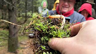 Die Hundsrute geh&ouml;rt zur Verwandtschaft der Stinkmorchel und ist der H&ouml;hepunkt der Wanderung.